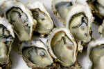 Oysters